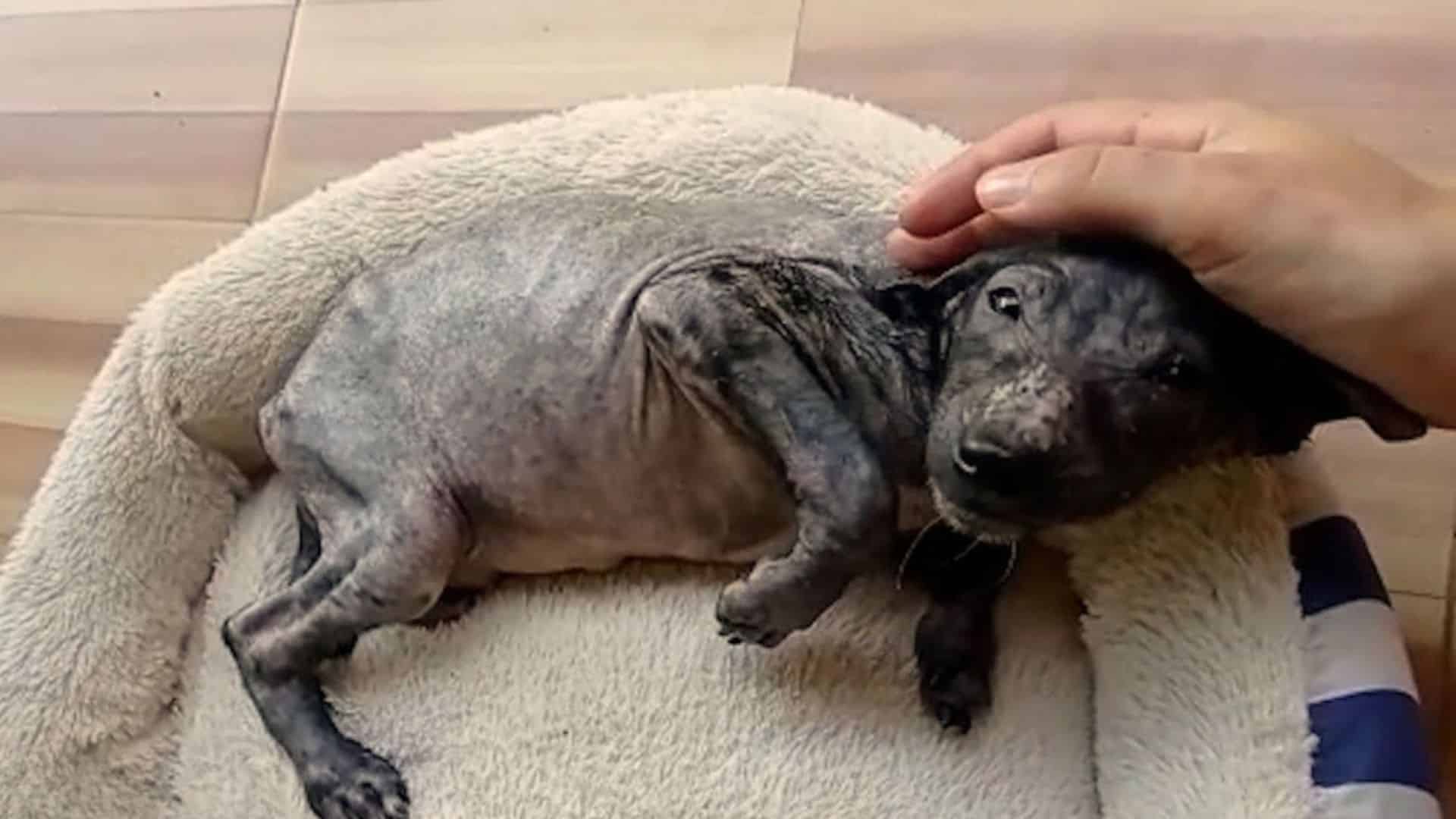 Chia's situation was dire. She was frail...