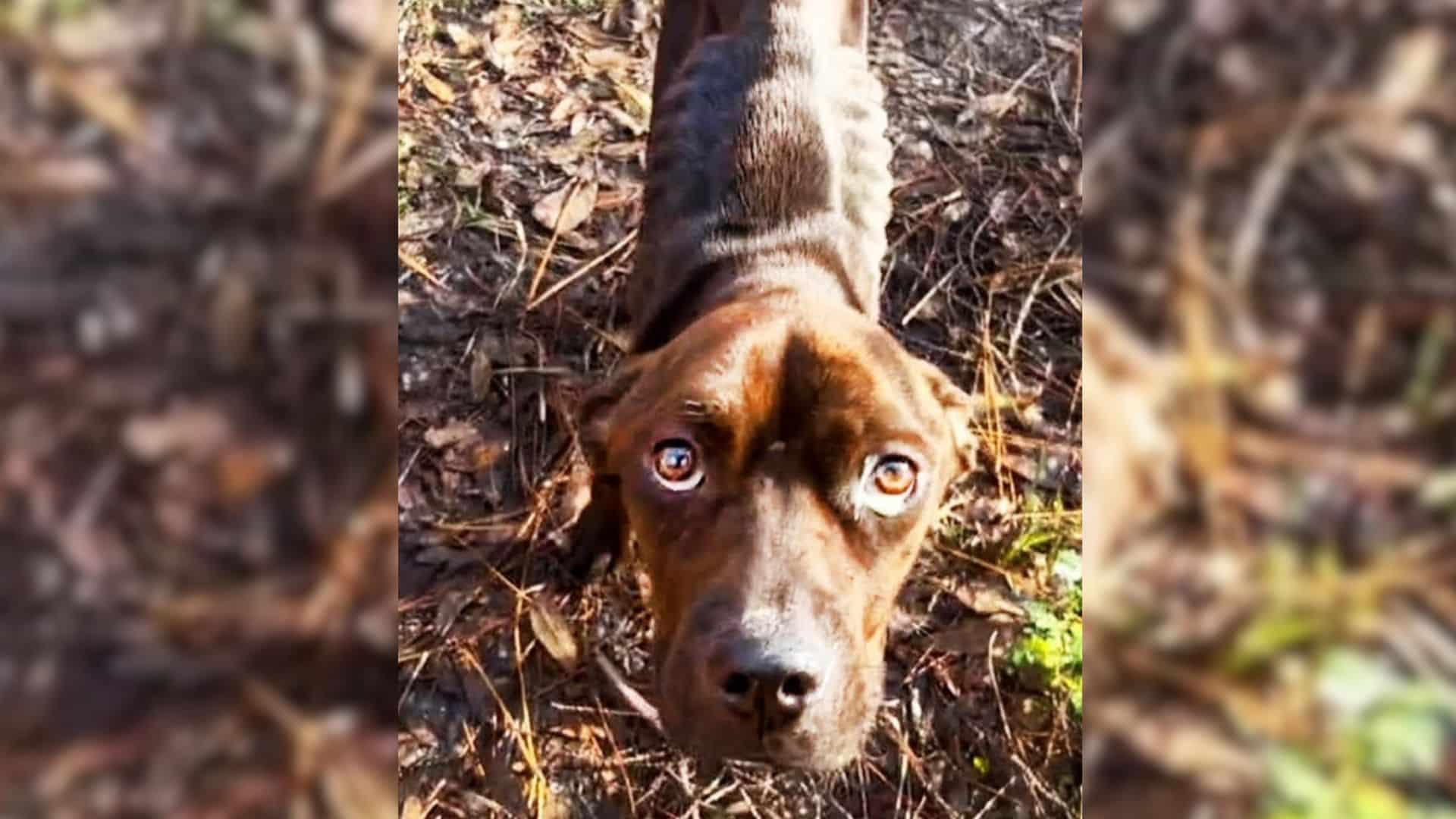 Sadly, many canines grow up without know...