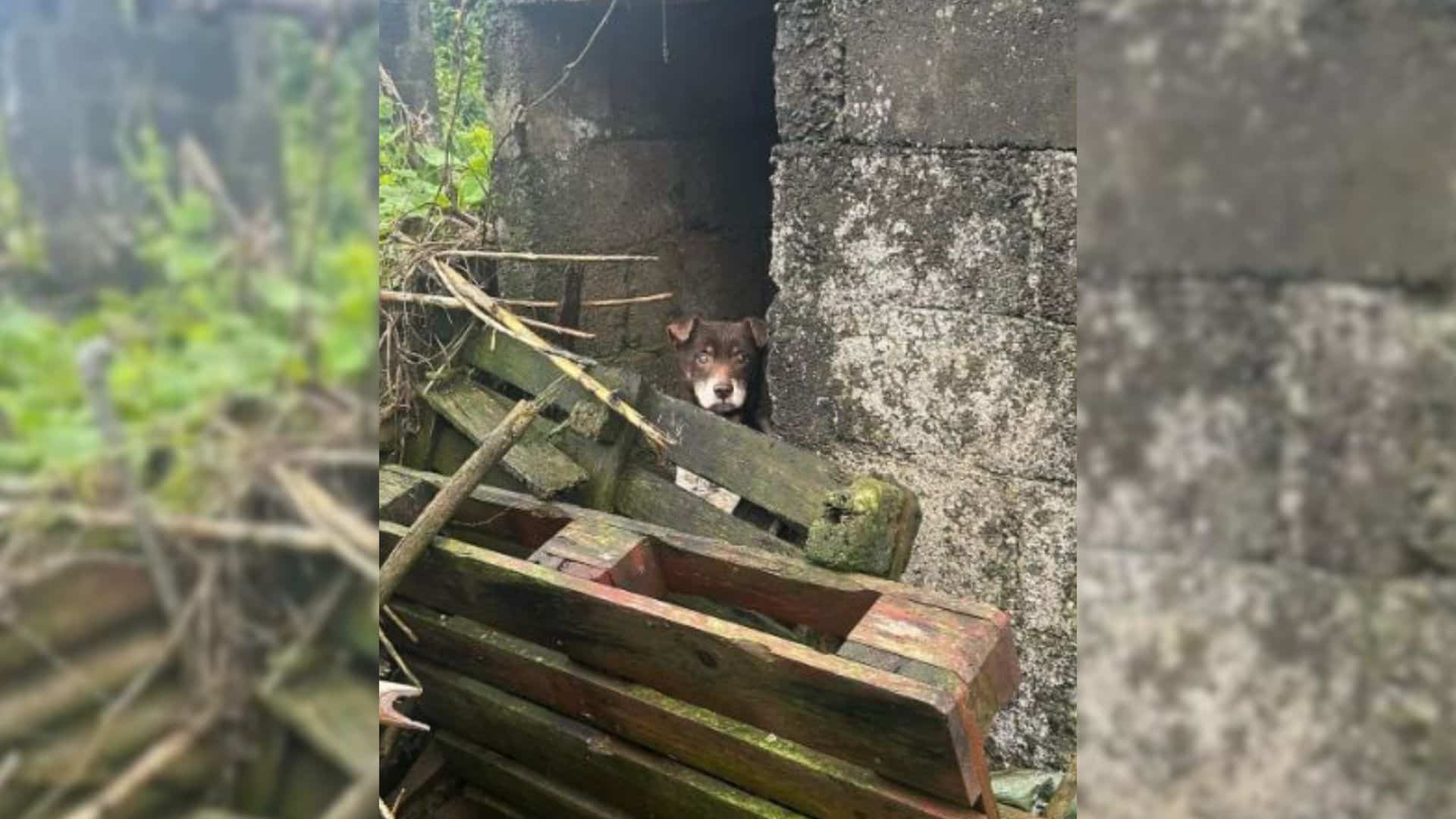 After Brownie's owner passed away, the r...