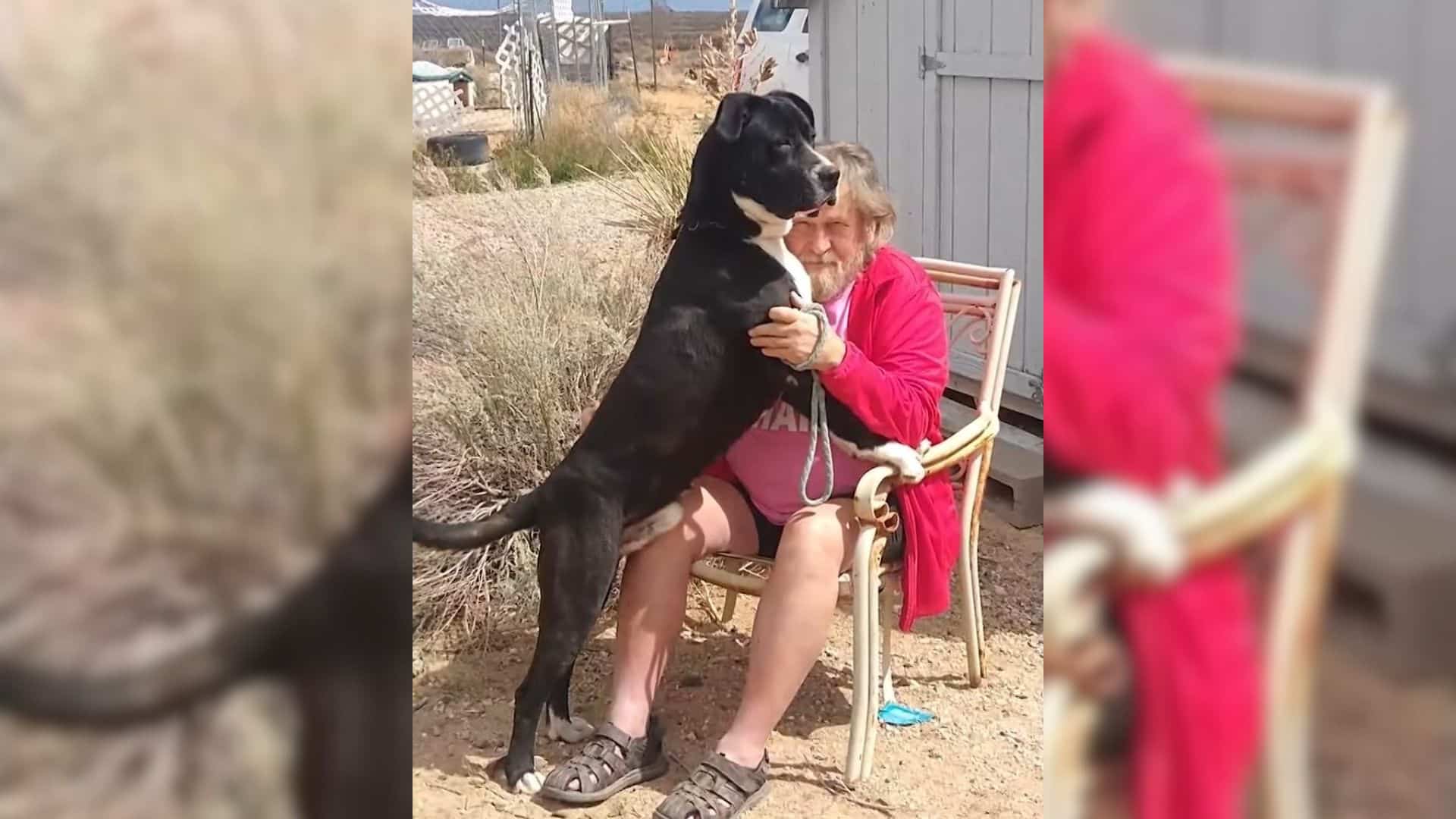 Peanut, a two-year-old Great Dane, spent...