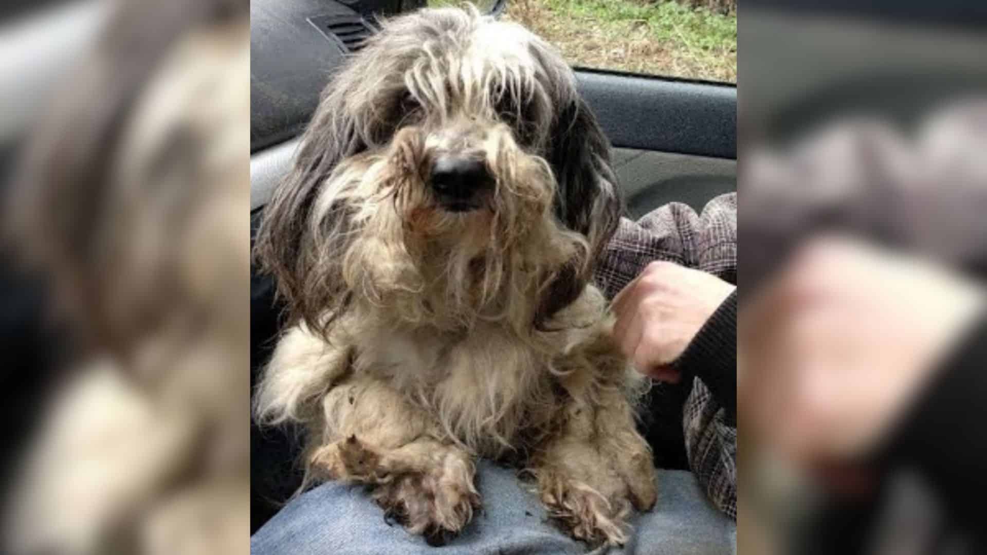 Luna, a small and sweet canine, was once...