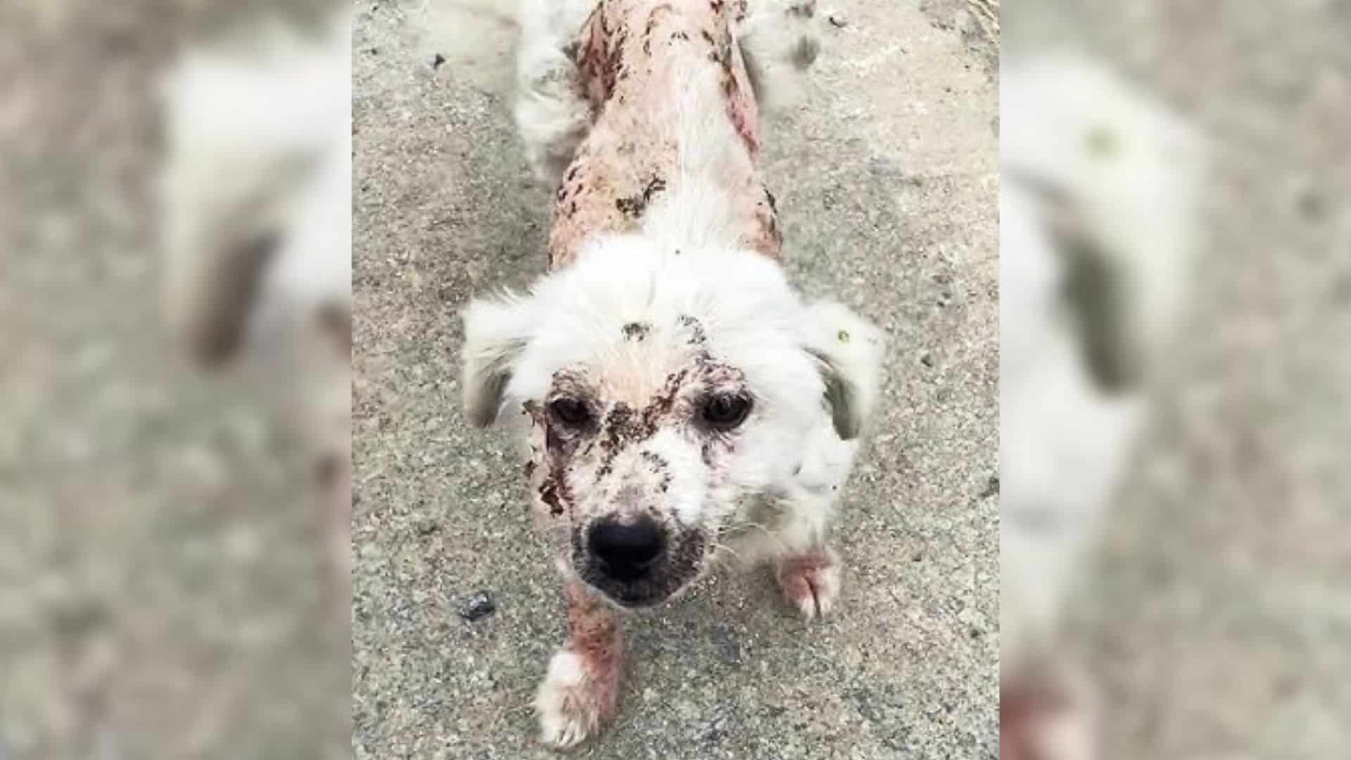 They wish they had their humans who woul...