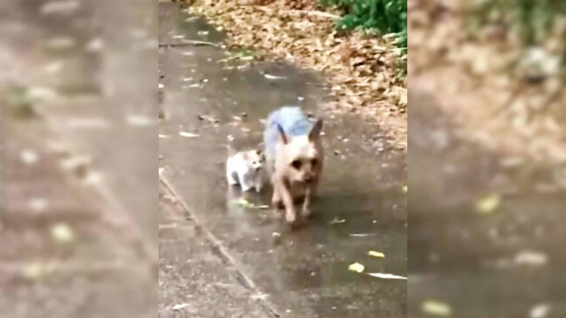 This heartwarming tale about a heroic Yo...