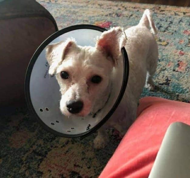 Saint is thriving in his forever home, a...