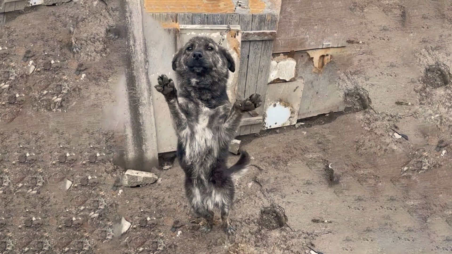 A heartwarming example of such rescue ef...