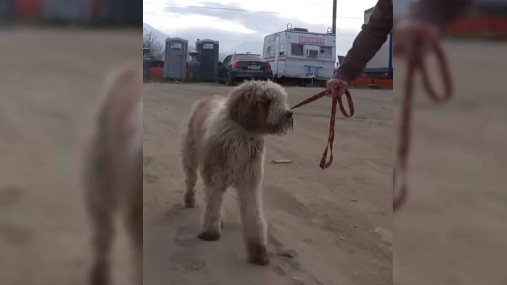 Hope For Paws, a rescue organization bas...