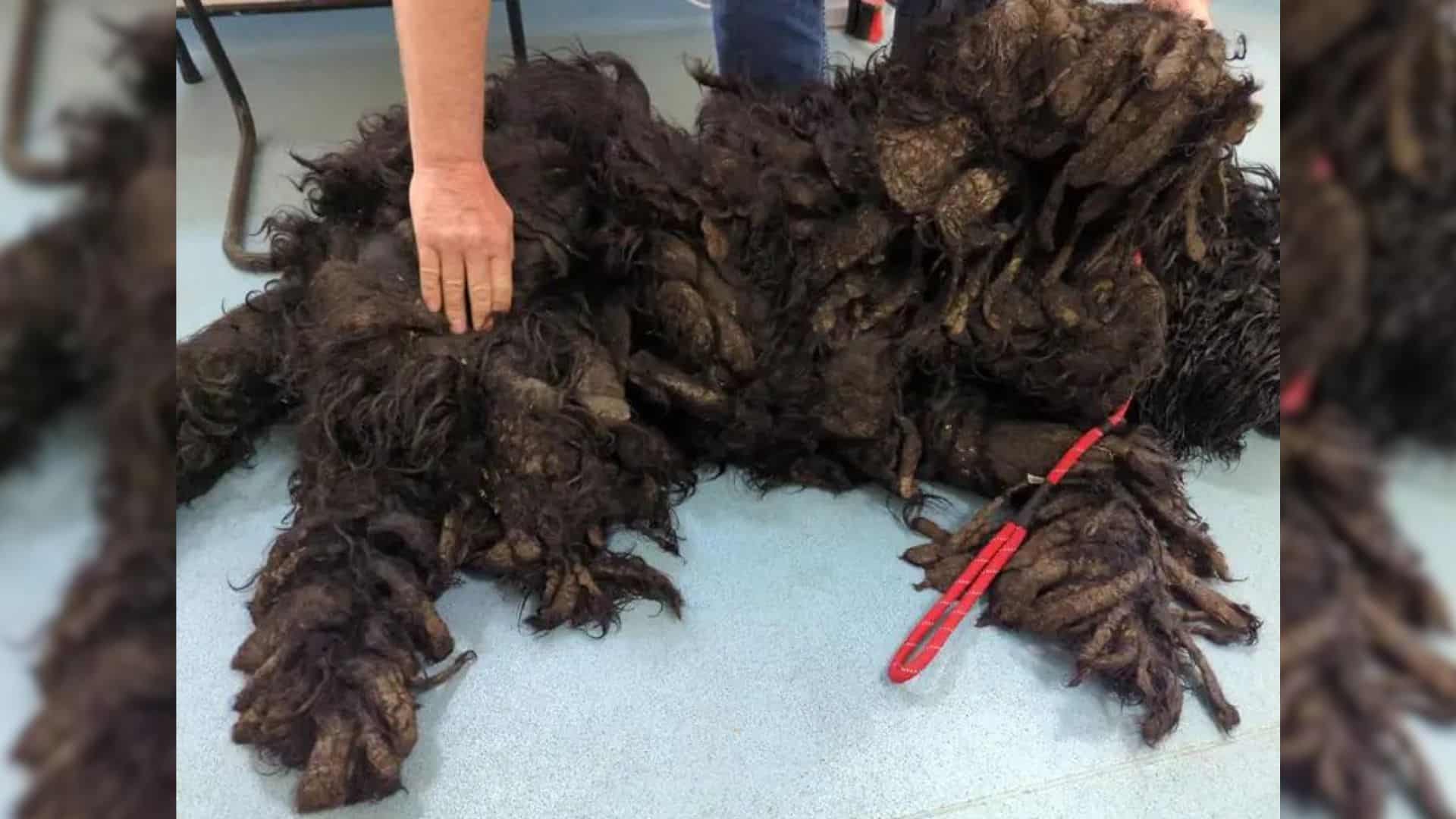 A dog named Barney was so matted that it...