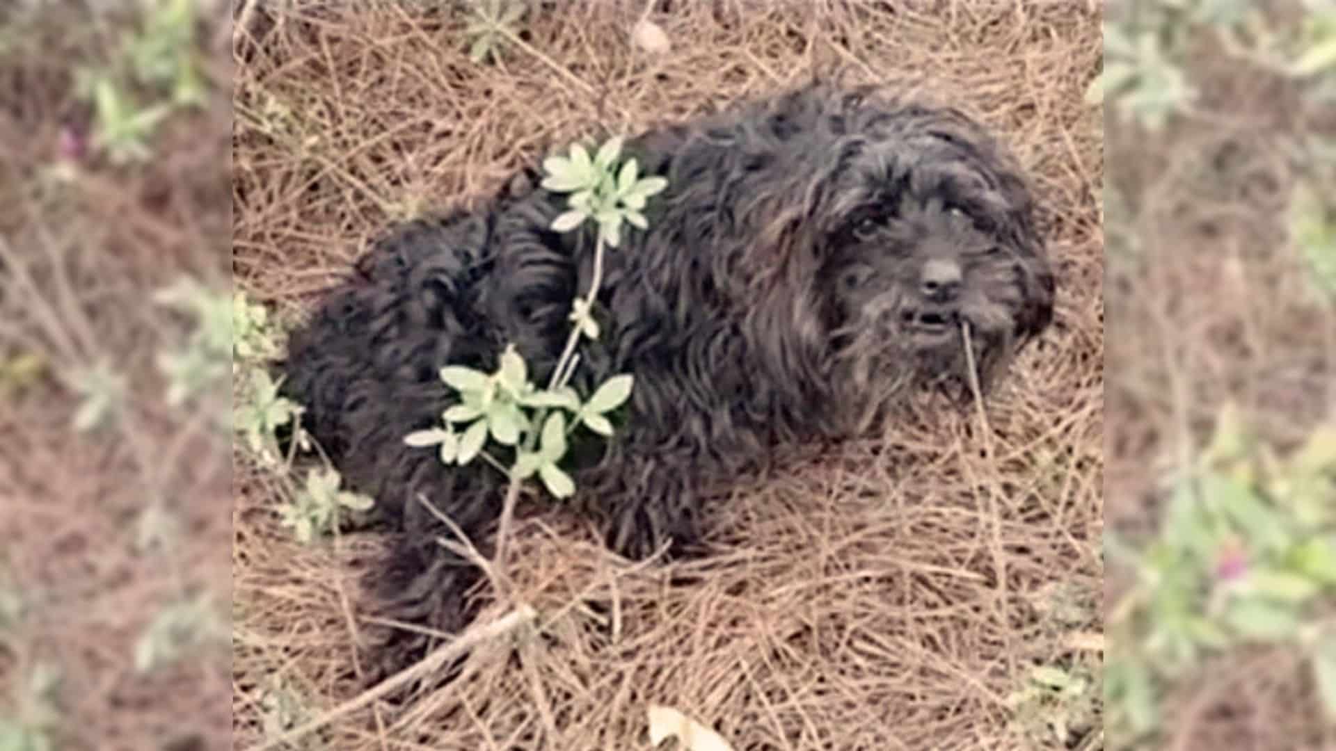 This adorable dog seemed scared but hope...