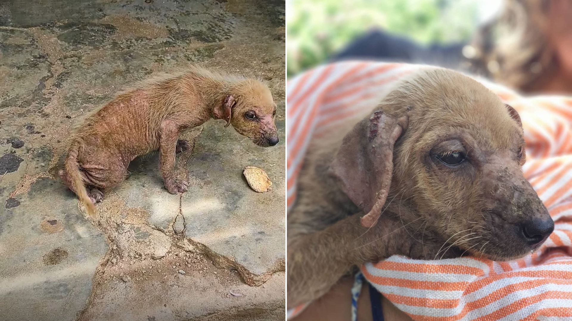 The puppy was in a terrible state. Her s...