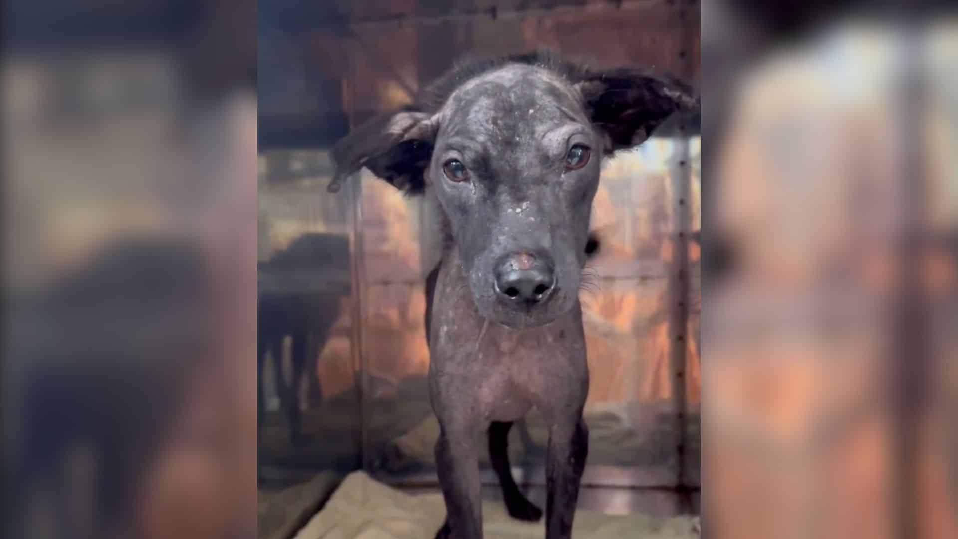 When Koda, the six-month-old pup, was fo...
