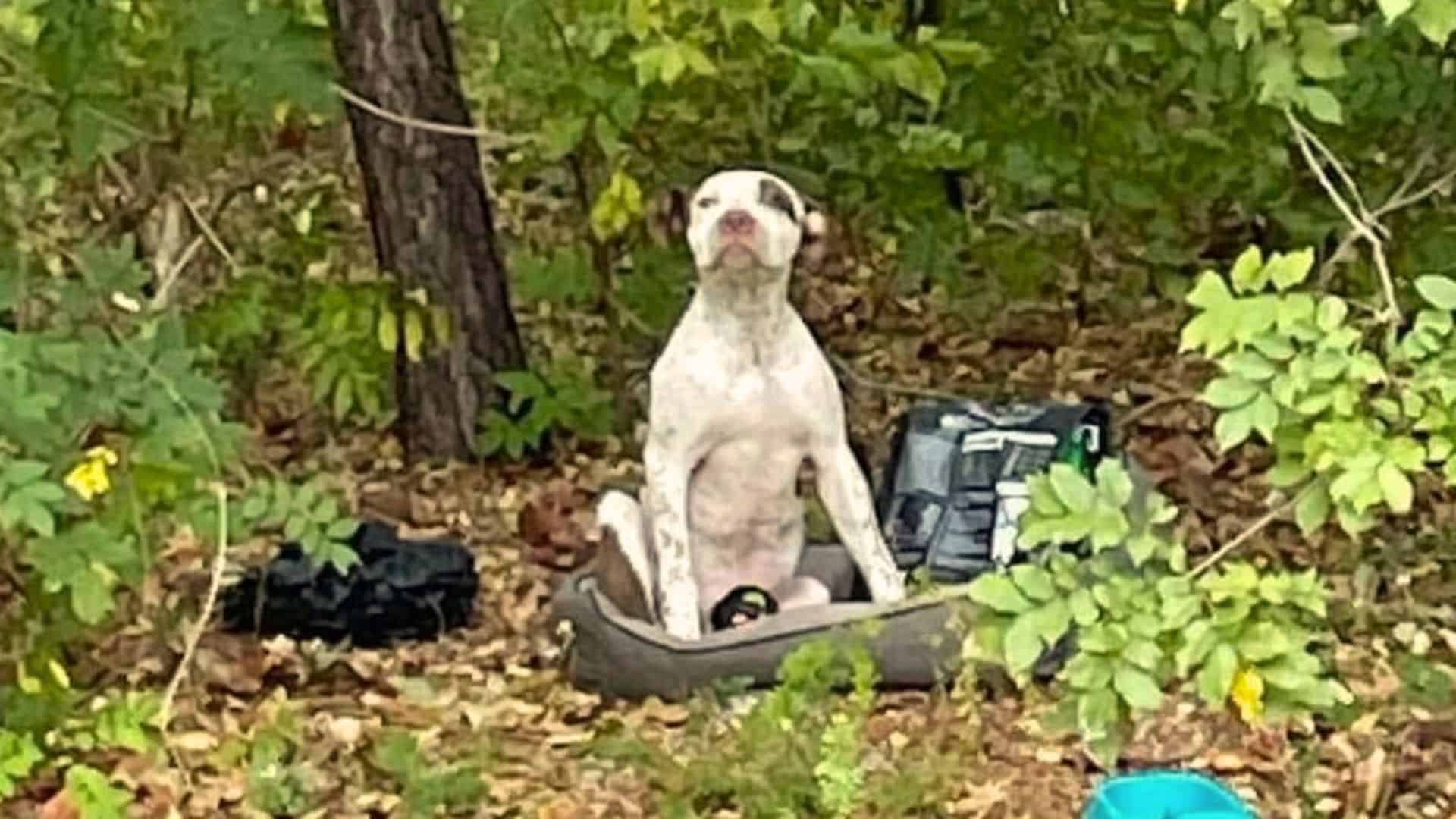 This is precisely what happened to a pit...