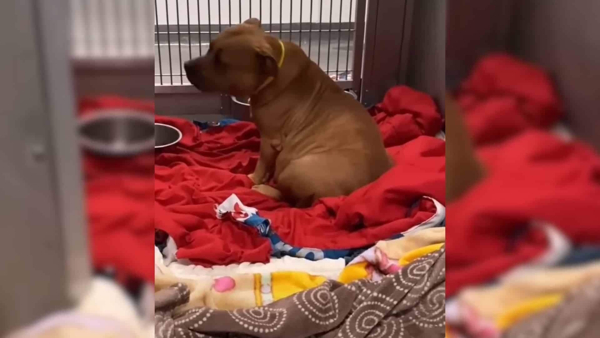 A recent incident involved a pregnant do...