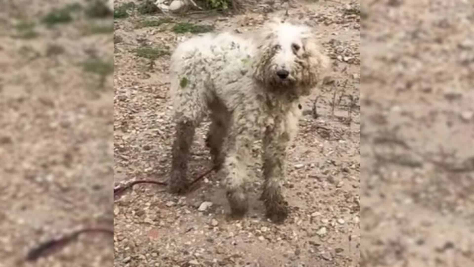 In today’s heartwarming tale, a dog face...