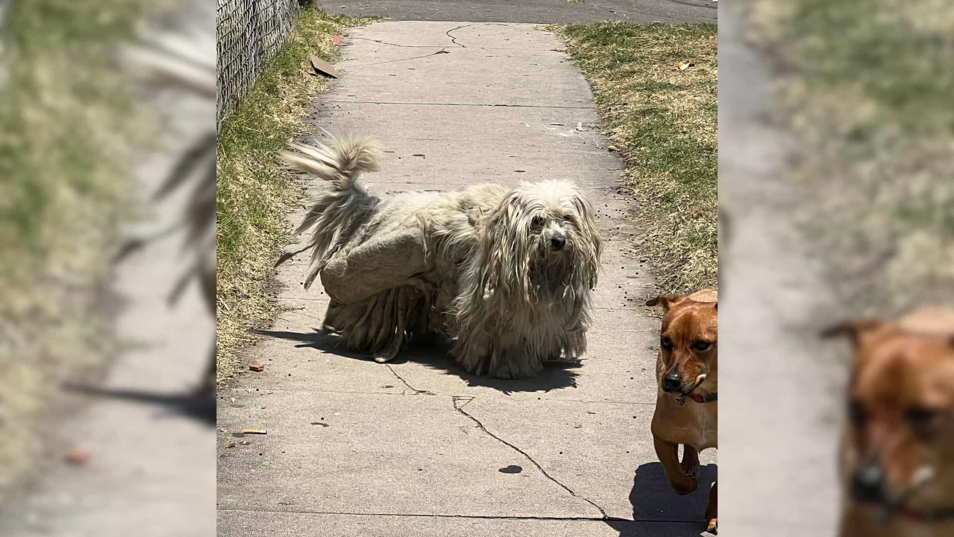 Max managed to slip away from his yard t...