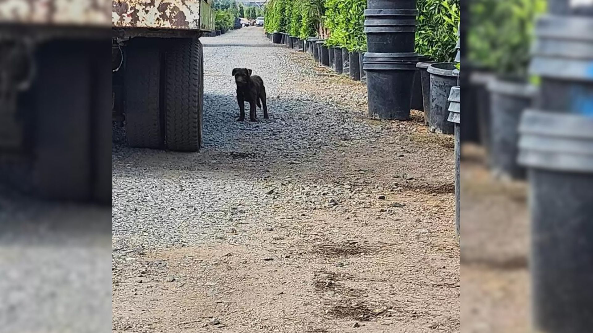 Rolo was one such dog in Southern Califo...