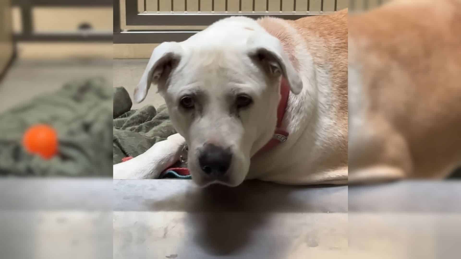 Waffles, a deeply frightened rescue dog,...