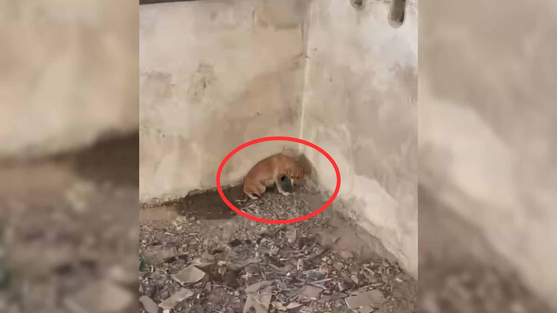 A local woman, who had been taking care ...