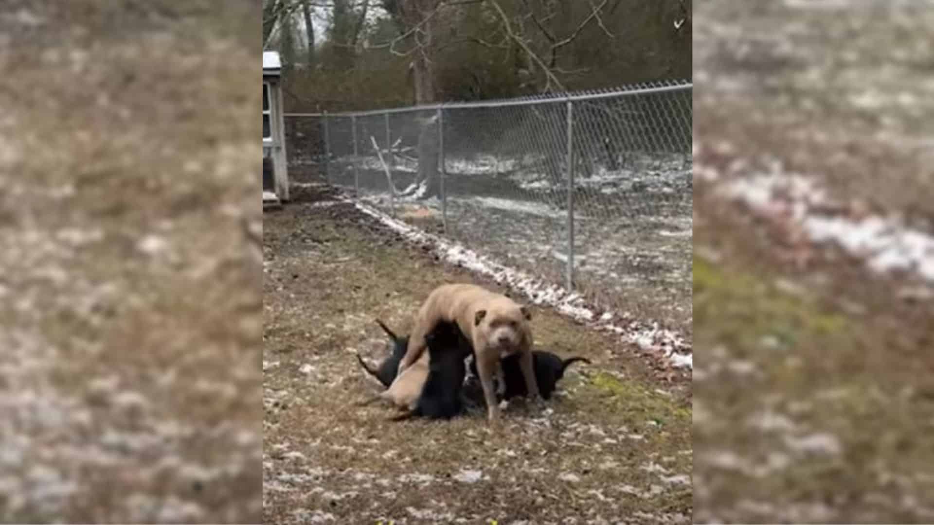 When a woman started seeing a female Pit...