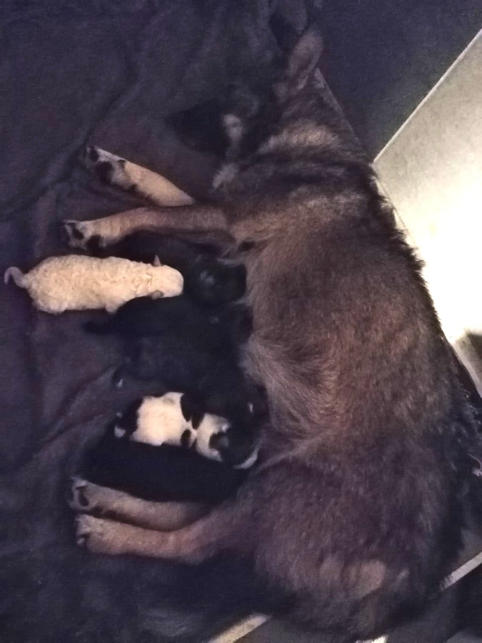 A couple of months later, all the puppie...