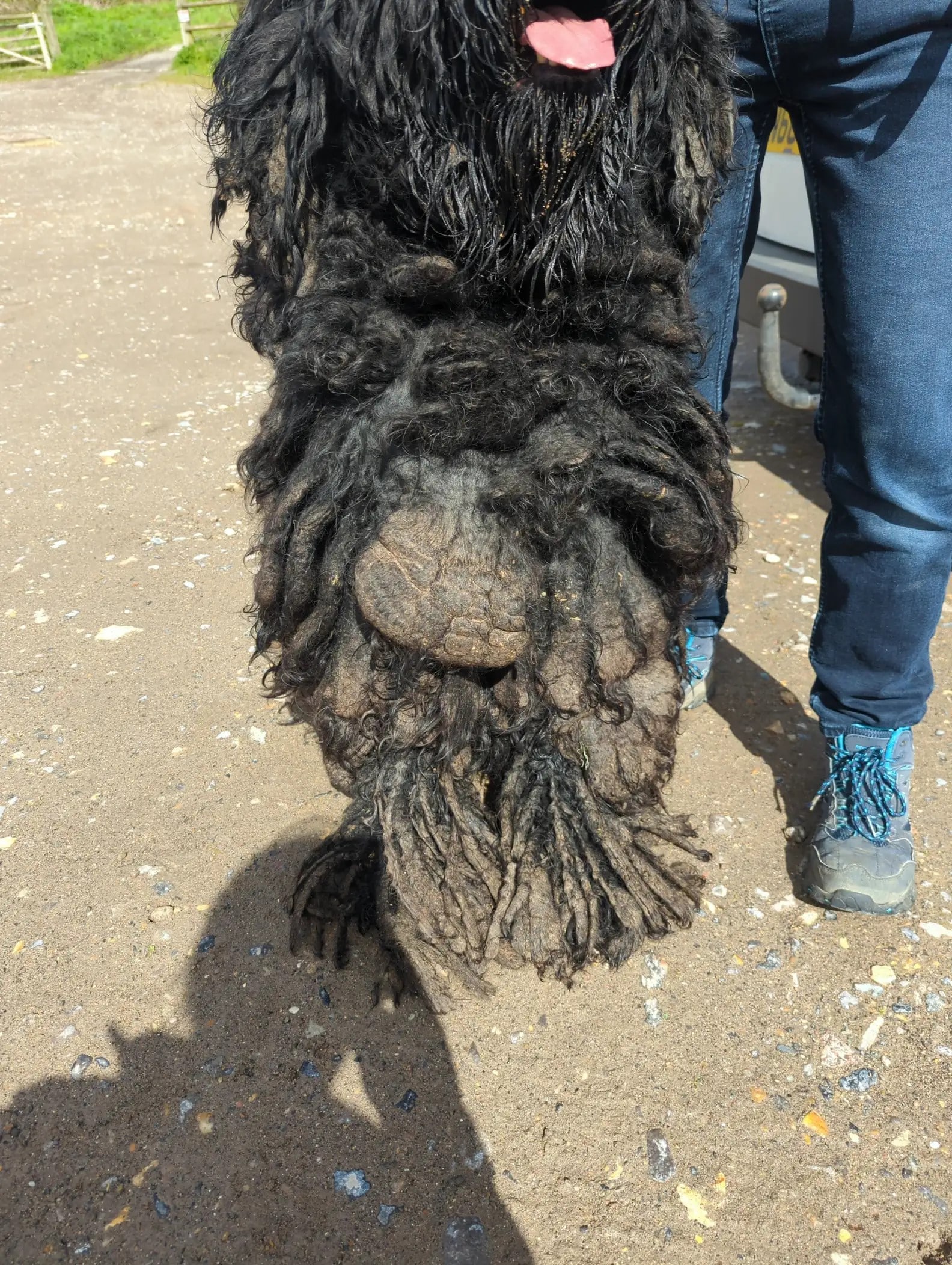 “He was extremely matted, with big...