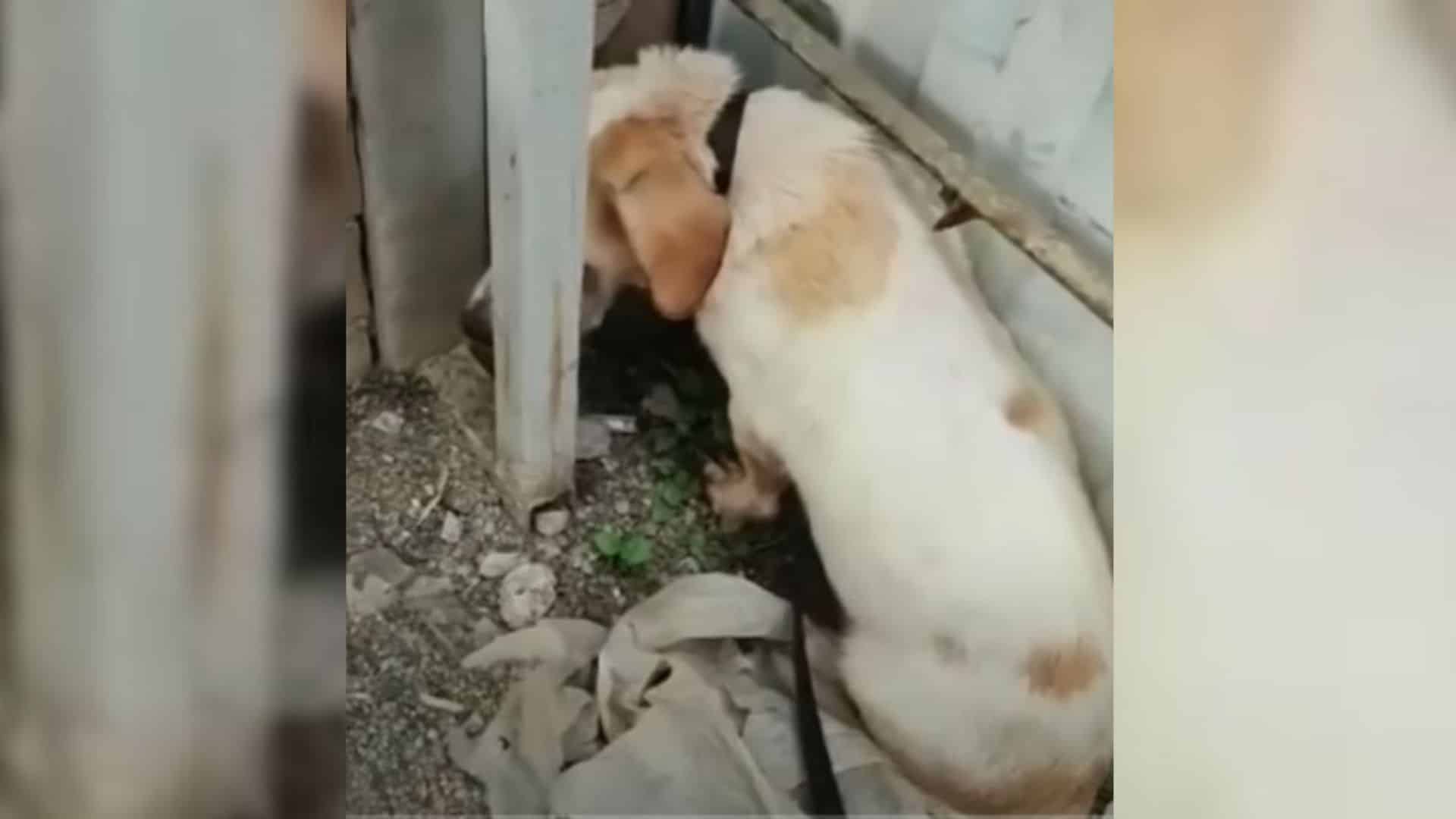 2-year-old Louise was found one day on t...