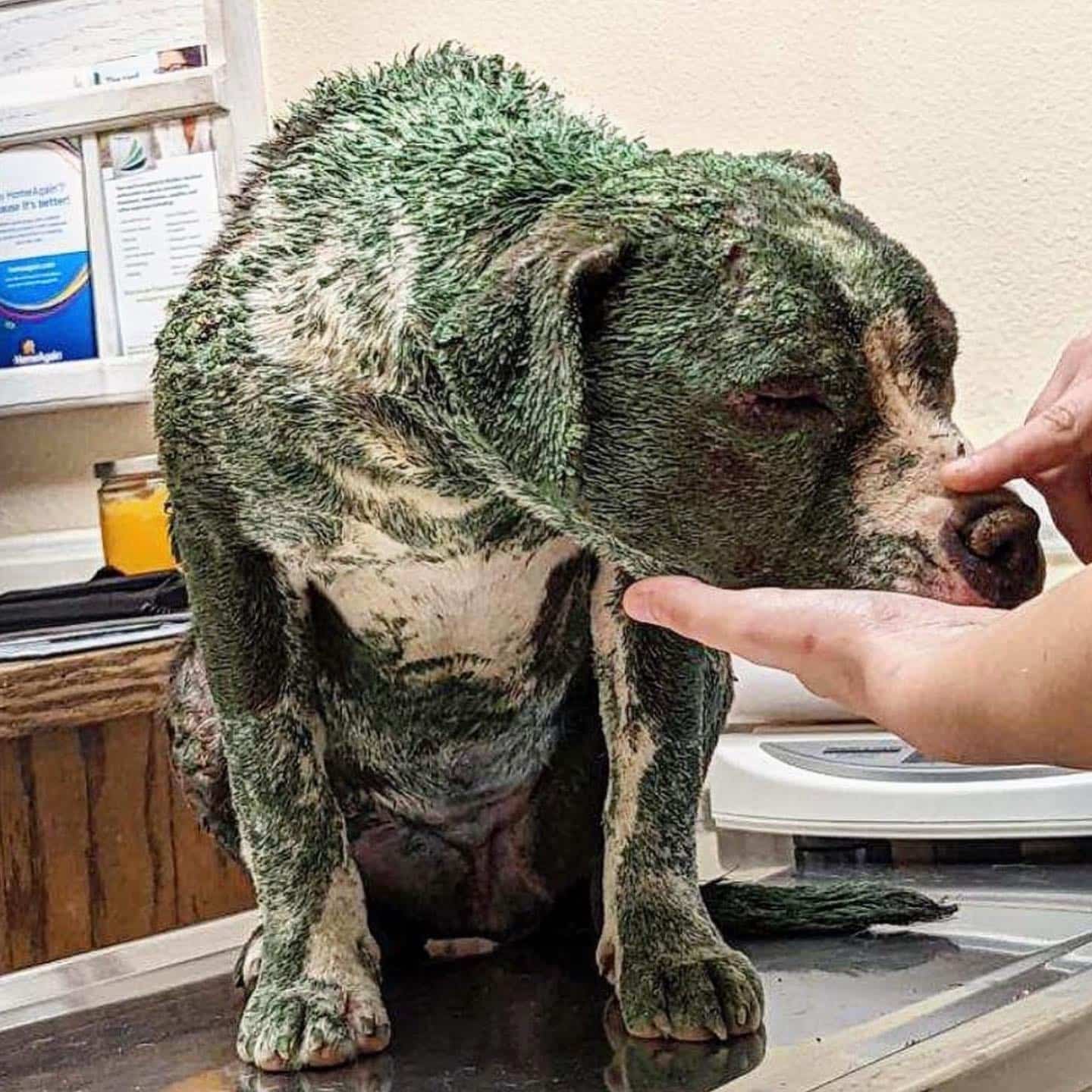 In no time, the toxic green paint was wa...