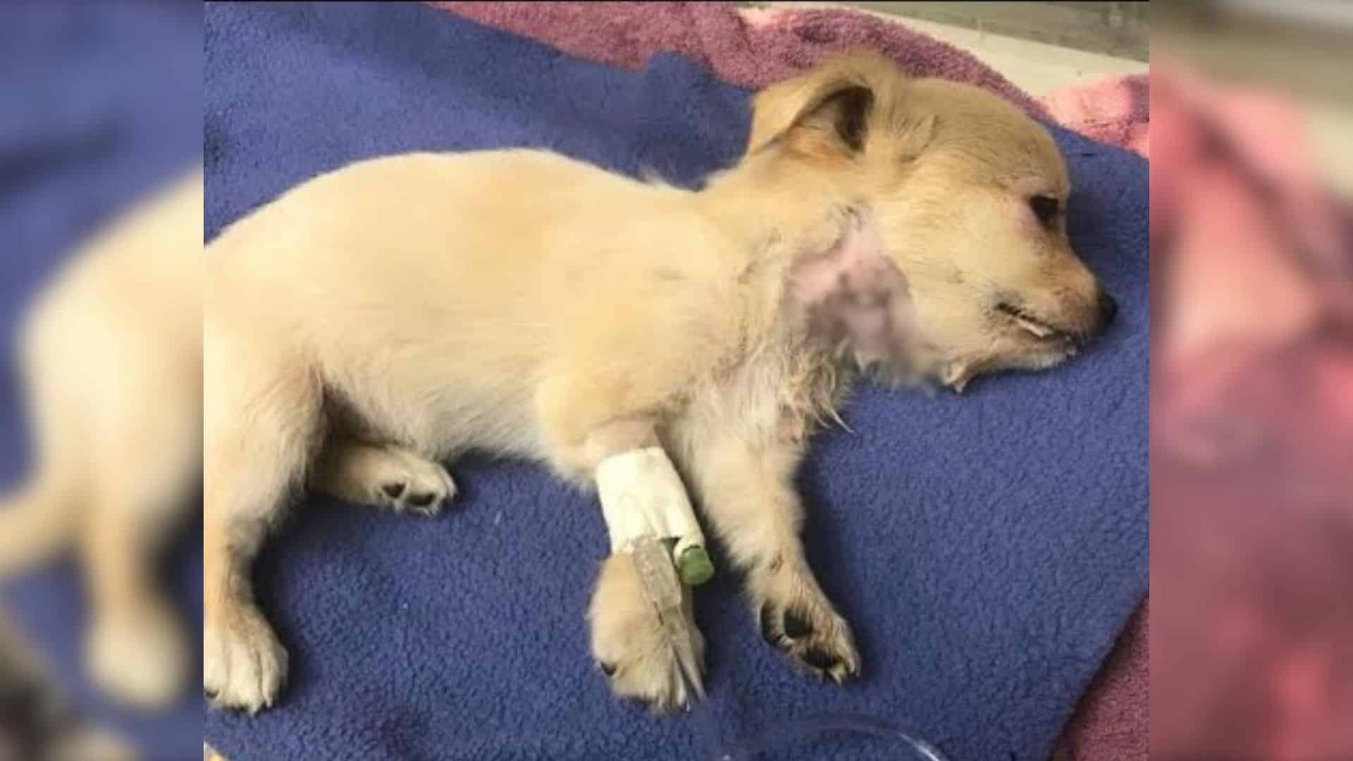 A lot of these strays just live from day...