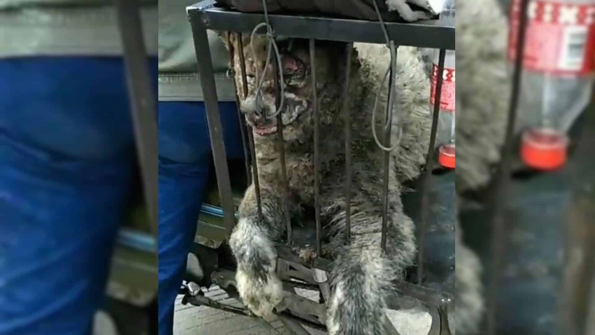 Nellie had to move after the fire, but h...