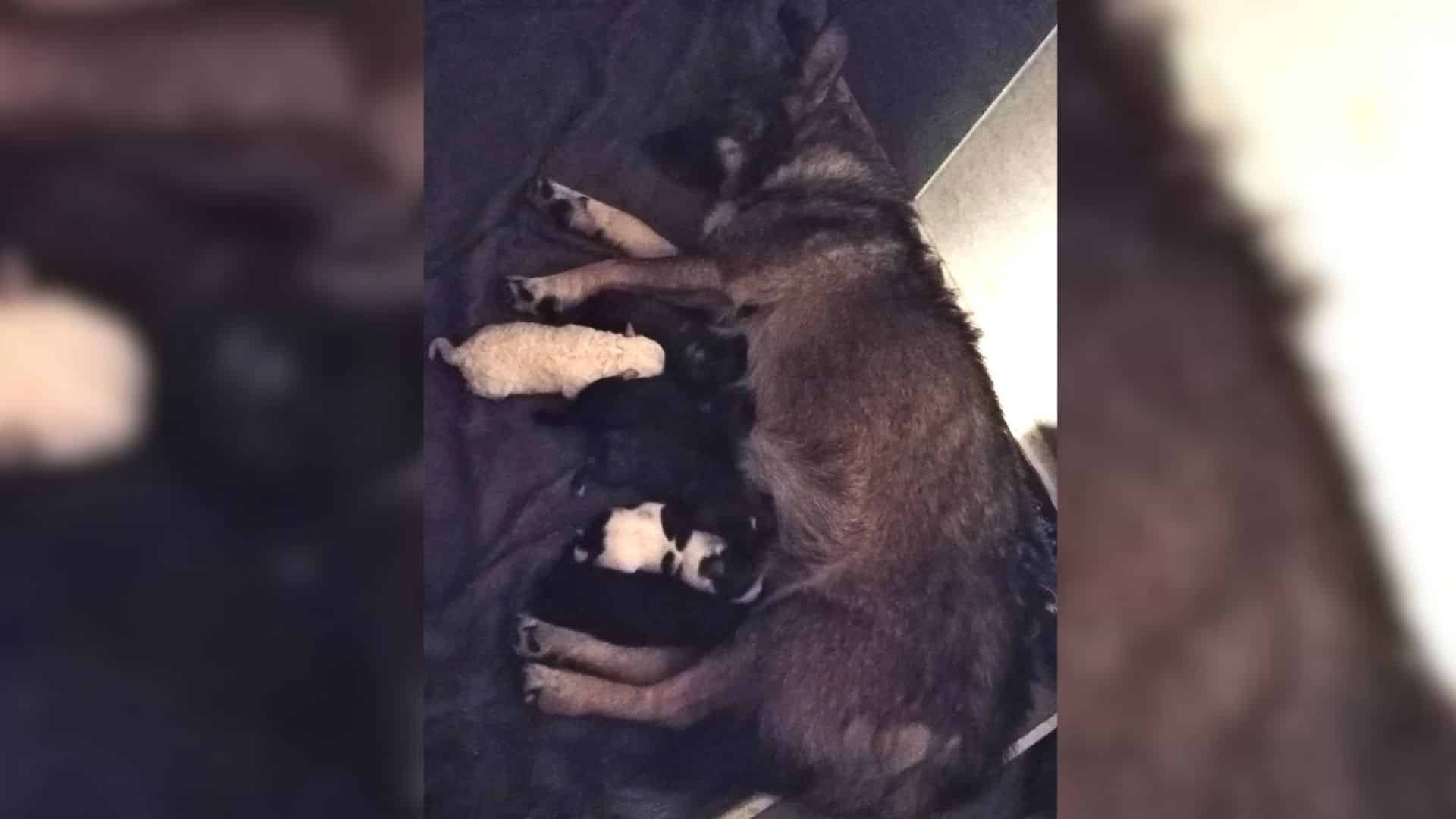 The stray, pregnant dog, Nusha, is one s...