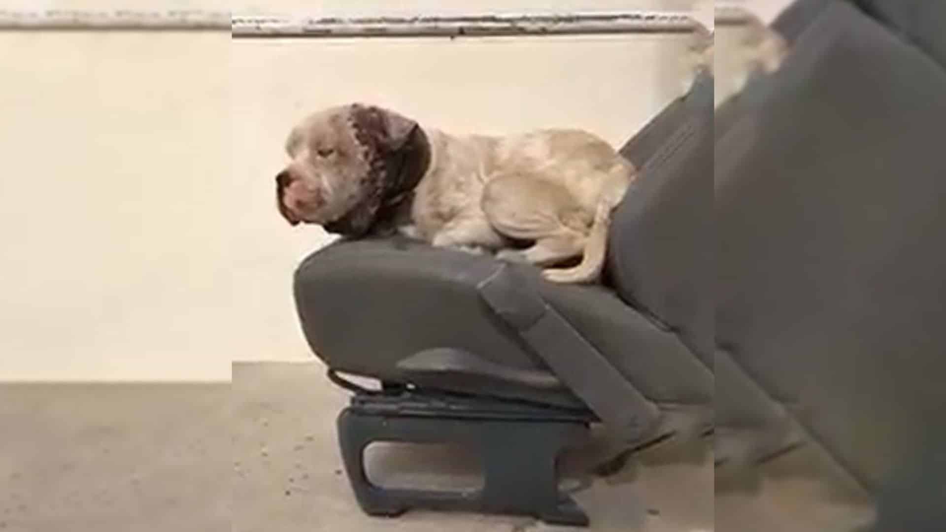 One such dog, now named Hercules, experi...