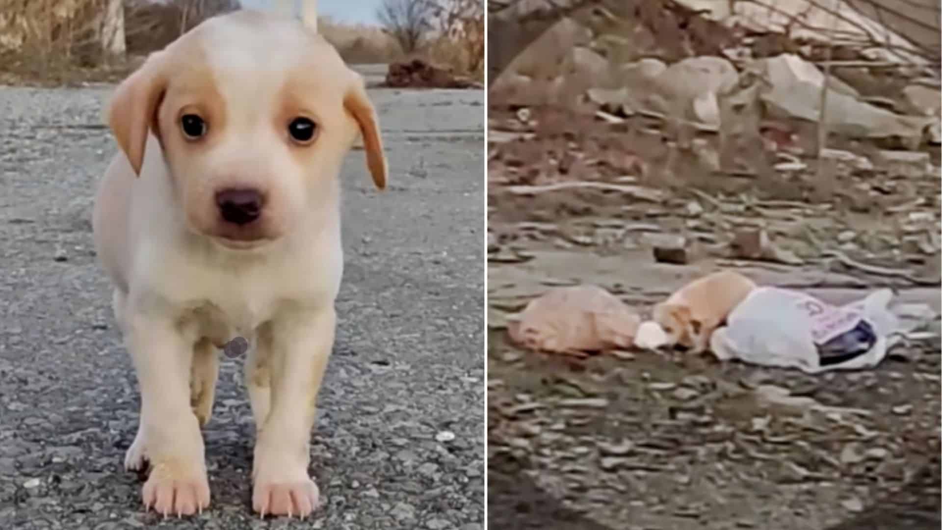 The young dog was visibly terrified, sha...