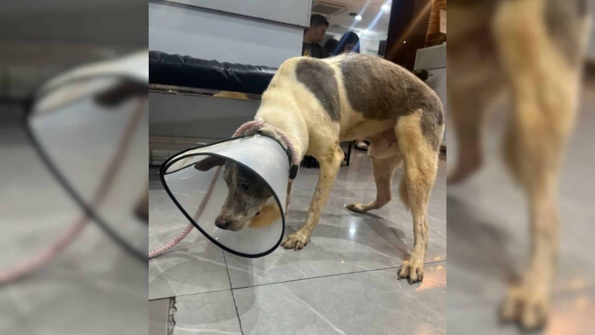 For fifteen years, Bruno lived confined ...