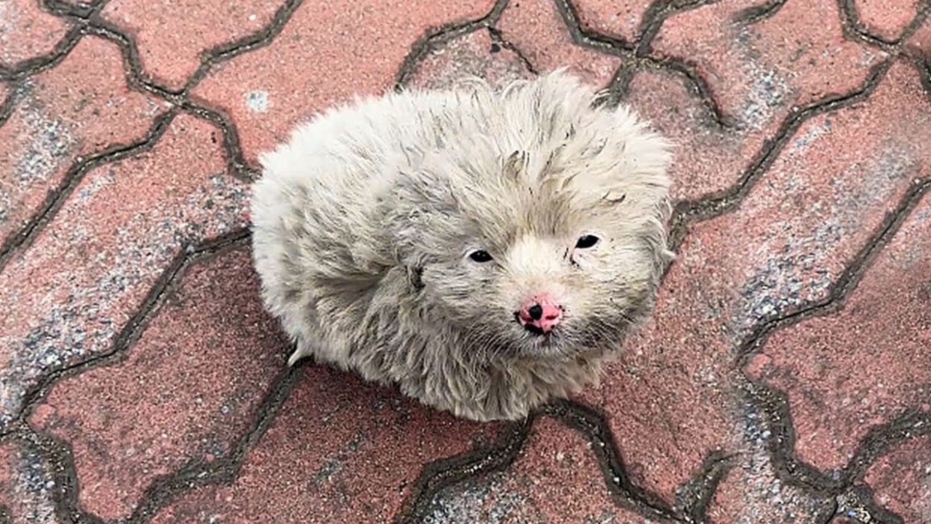 This is the heartwarming tale of a stray...