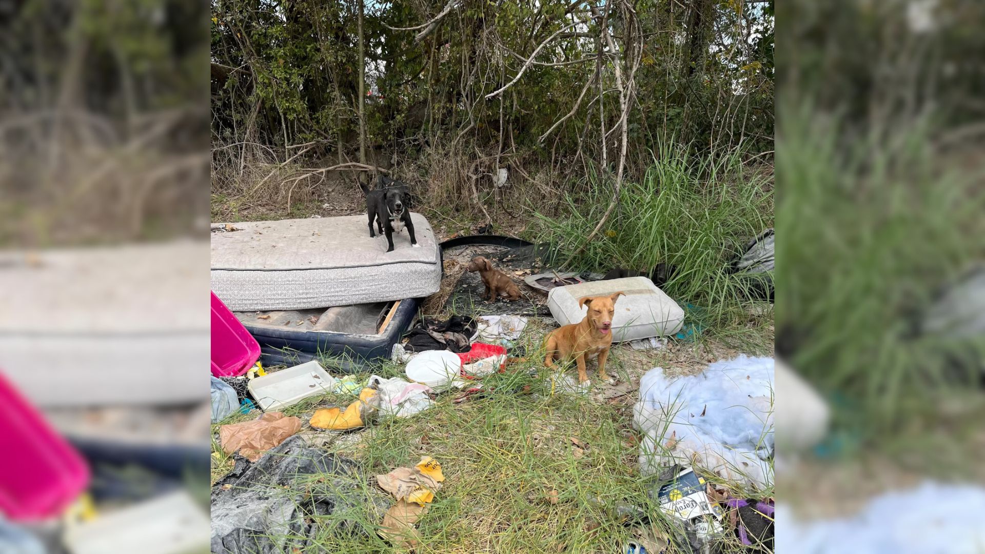 When the animal rescuers arrived, they d...