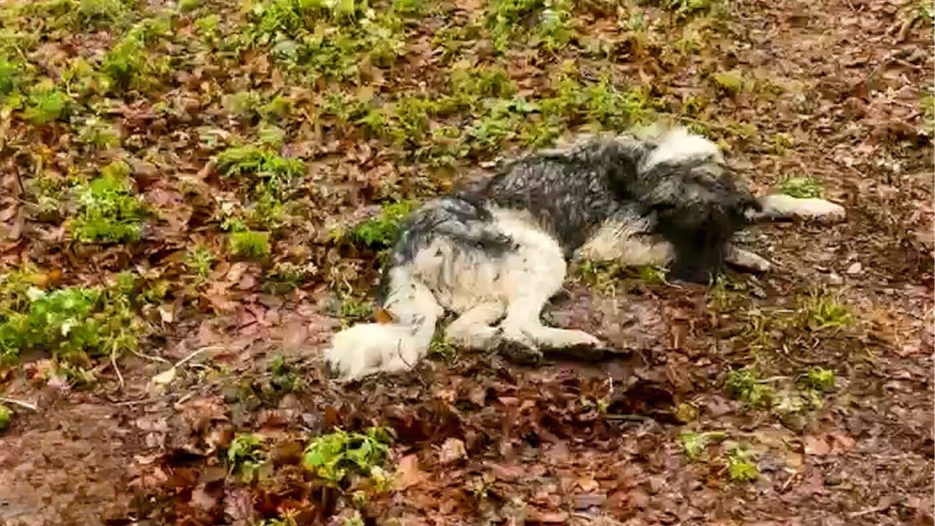 Keanu, a dog abandoned in the woods, exp...