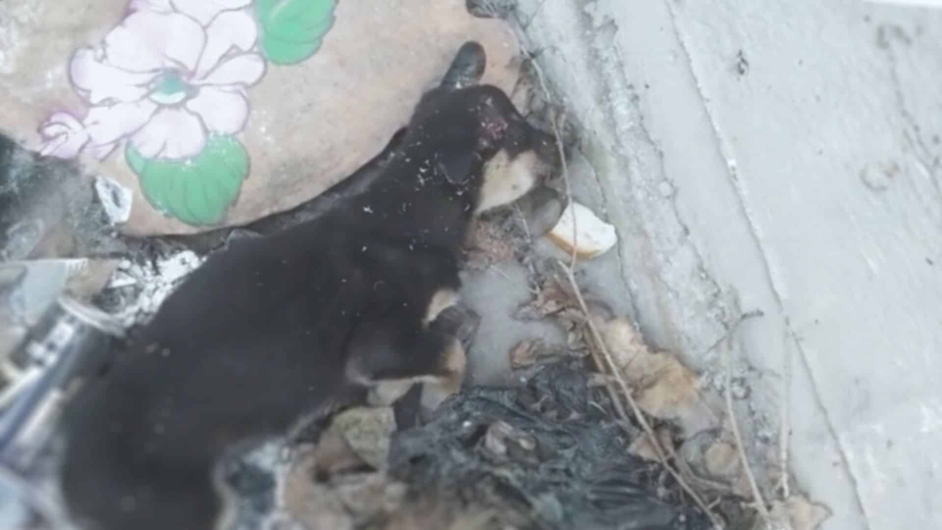 The little puppy was discovered near a t...
