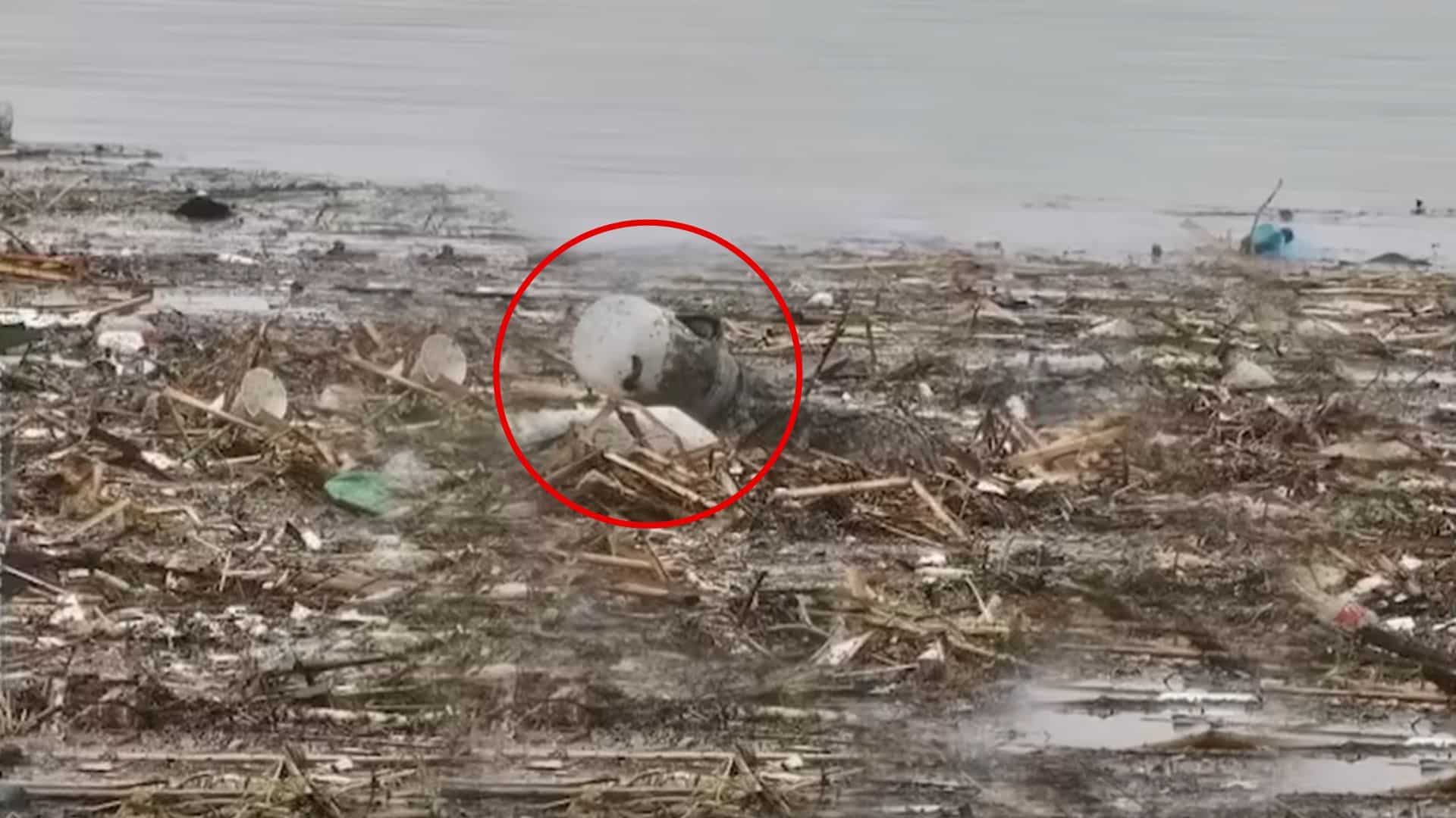 Upon noticing the creature had its head ...