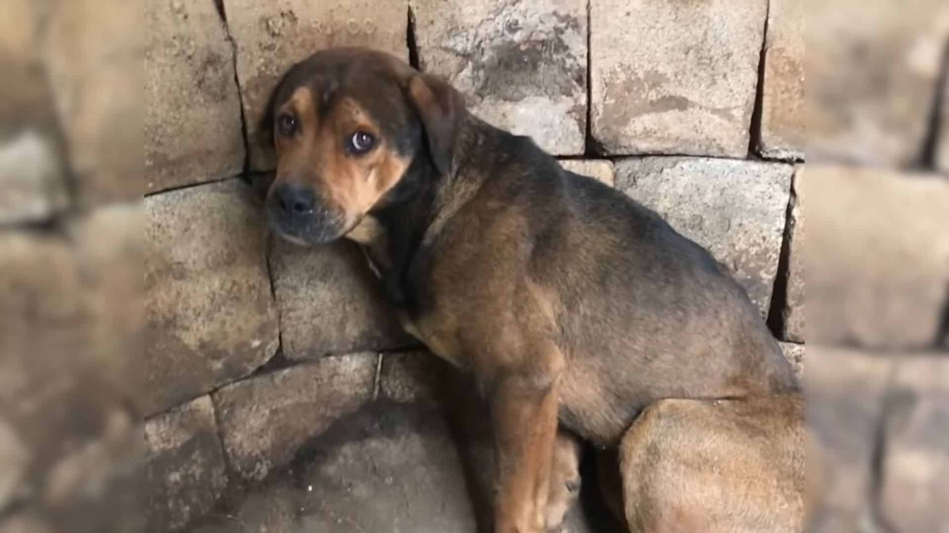 A team from Stray Rescue of St. Louis qu...
