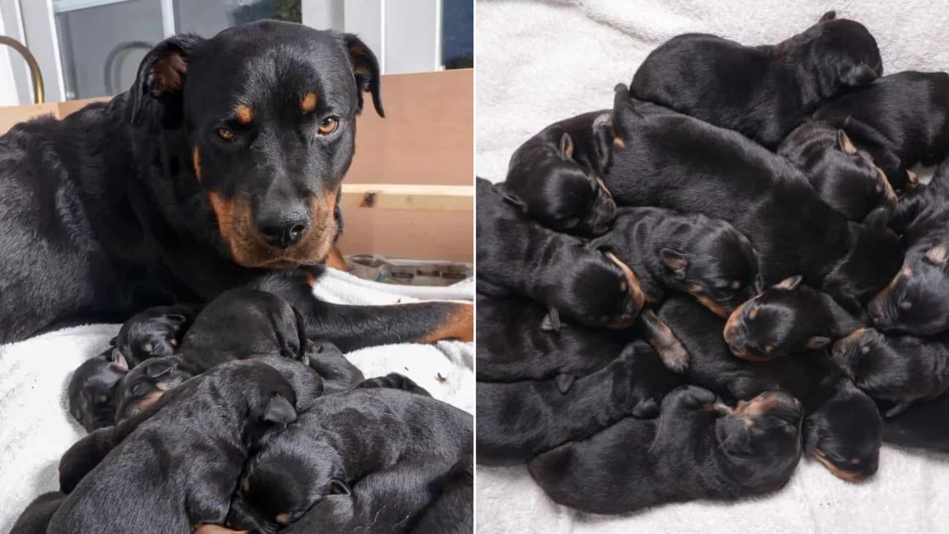 The litter was three times bigger than t...