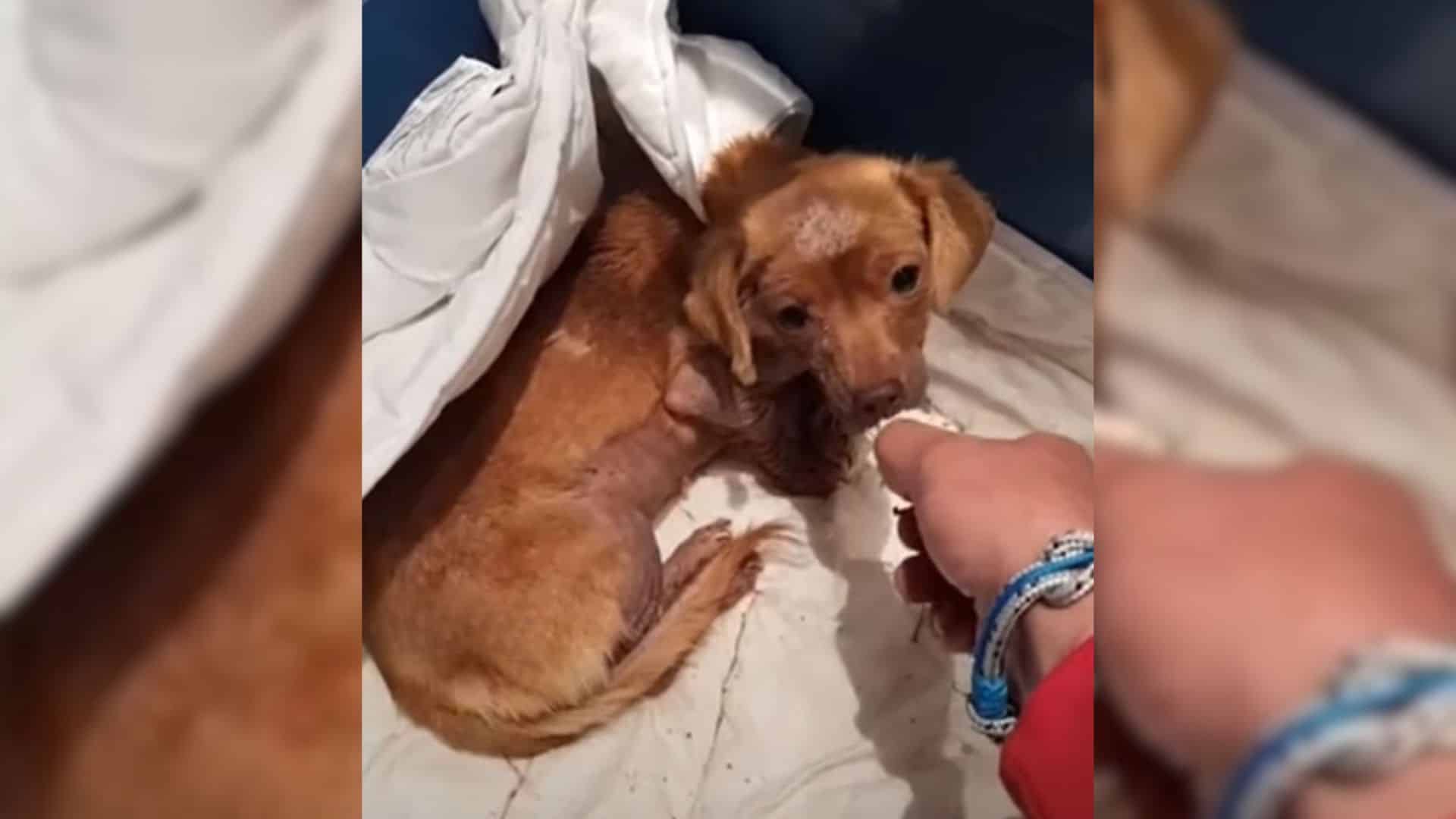 Once a pup struggling to survive on the ...