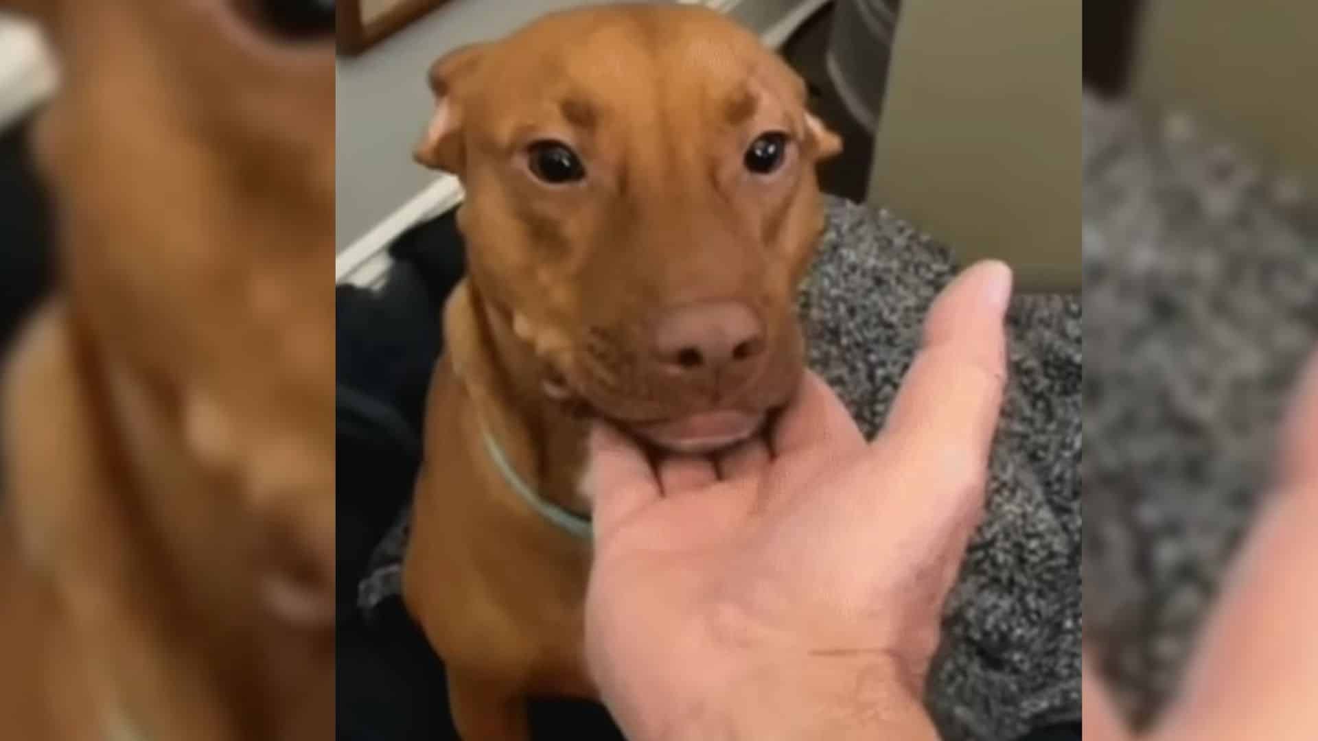 Sometimes, some would take in an animal ...