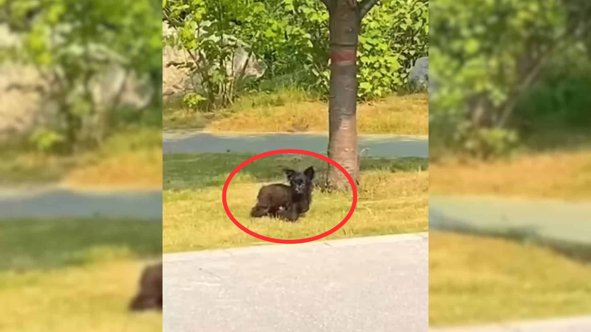Consider the story of a hungry dog that ...