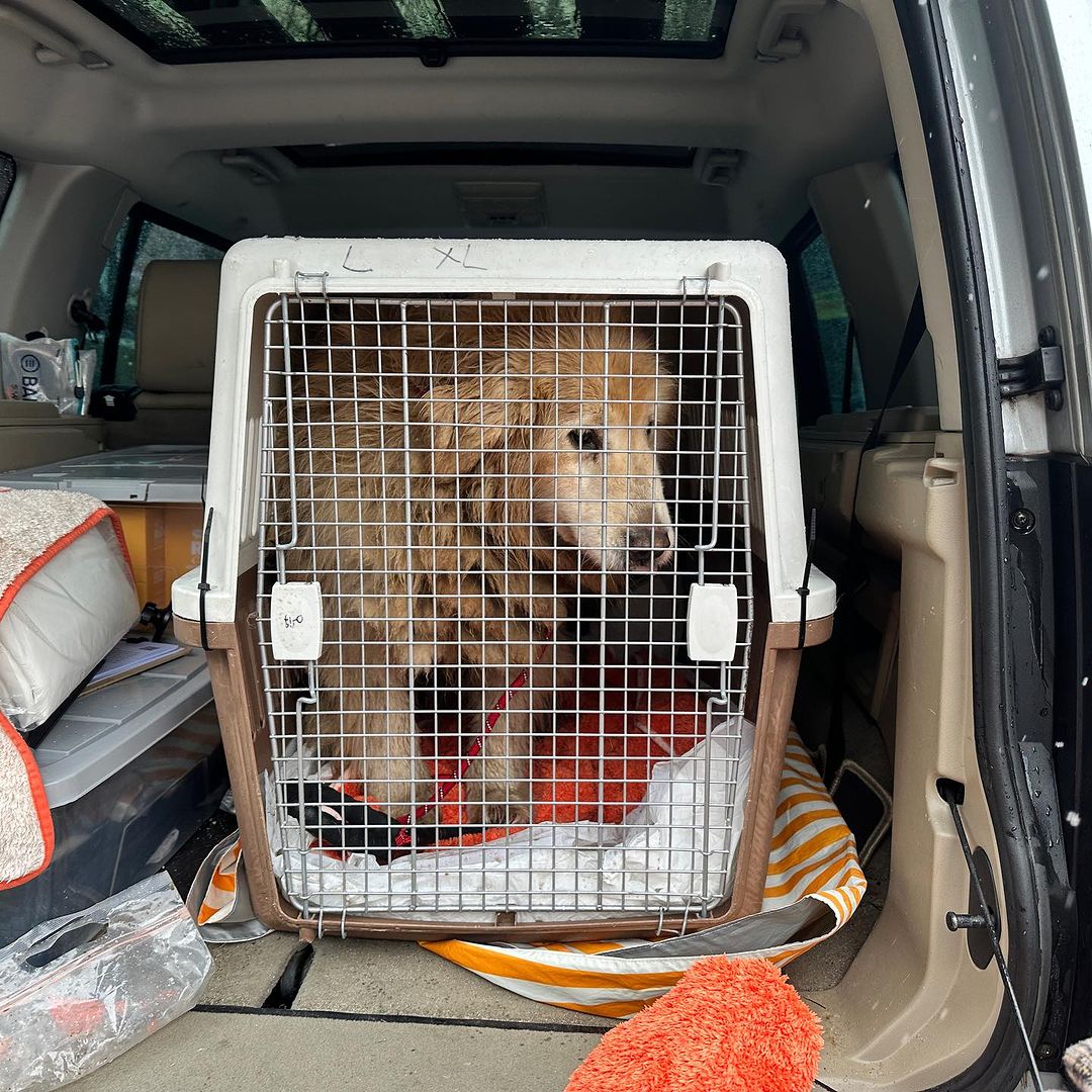 “The tangled mess of fur that was ...