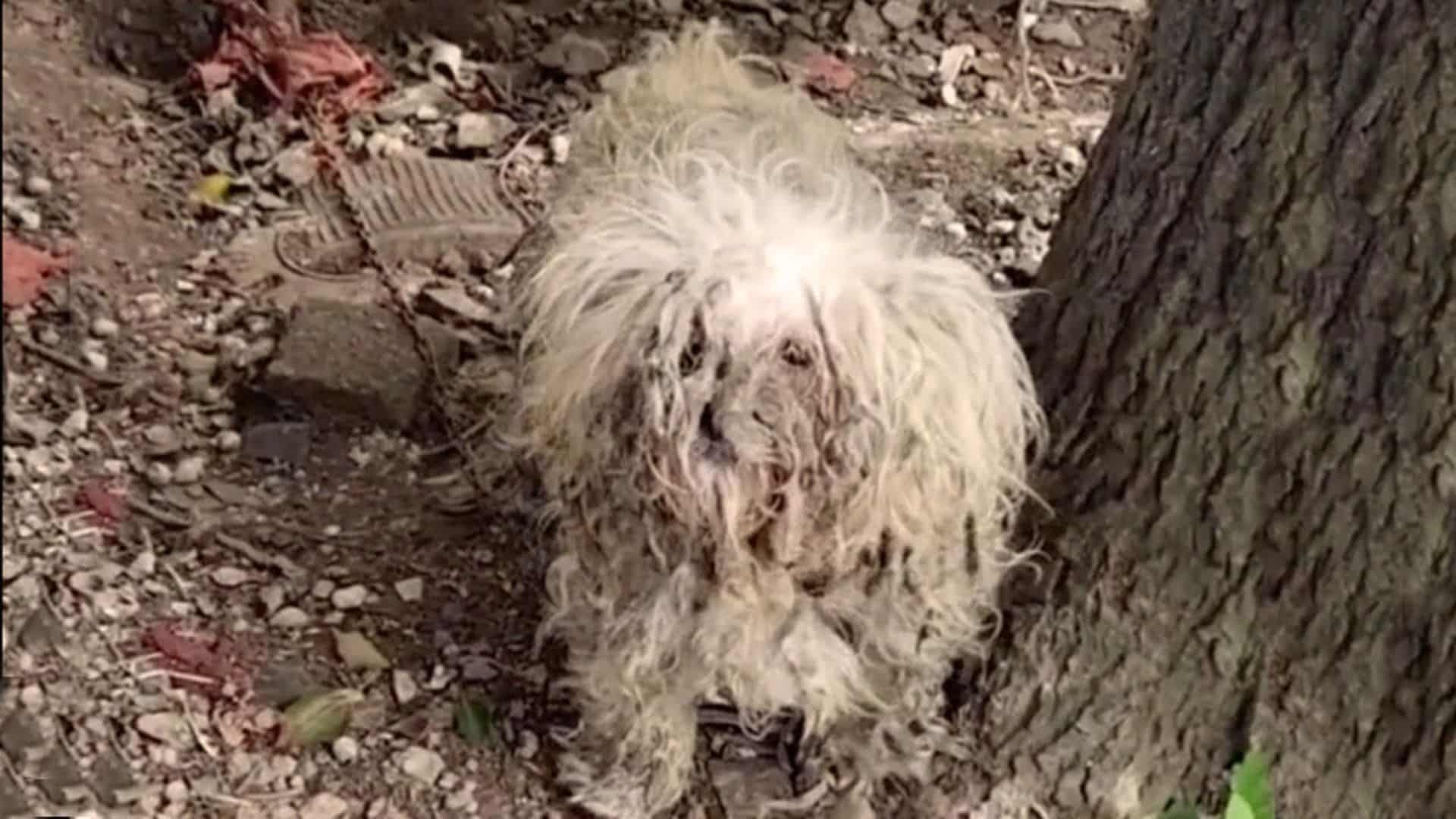 One such dog was cruelly left behind, ch...