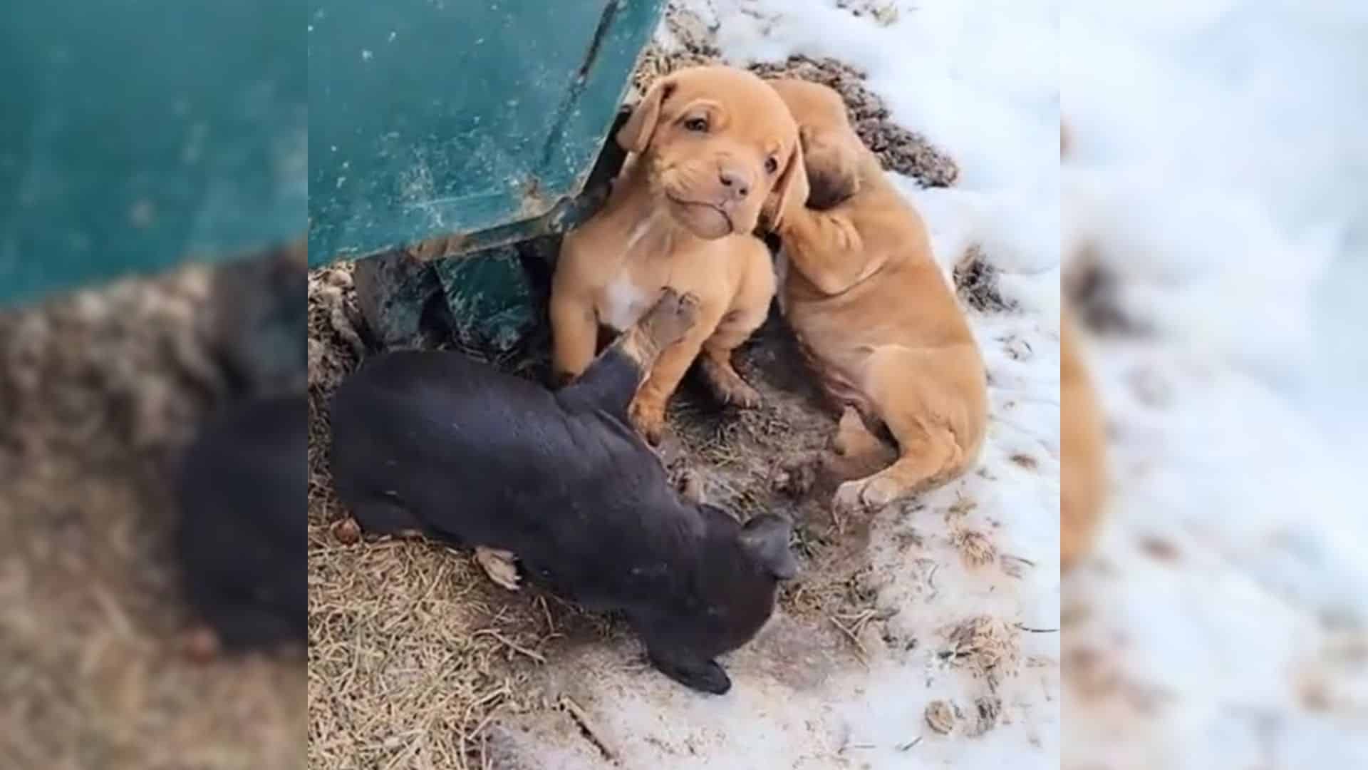 Much of the time, strays would try to fi...