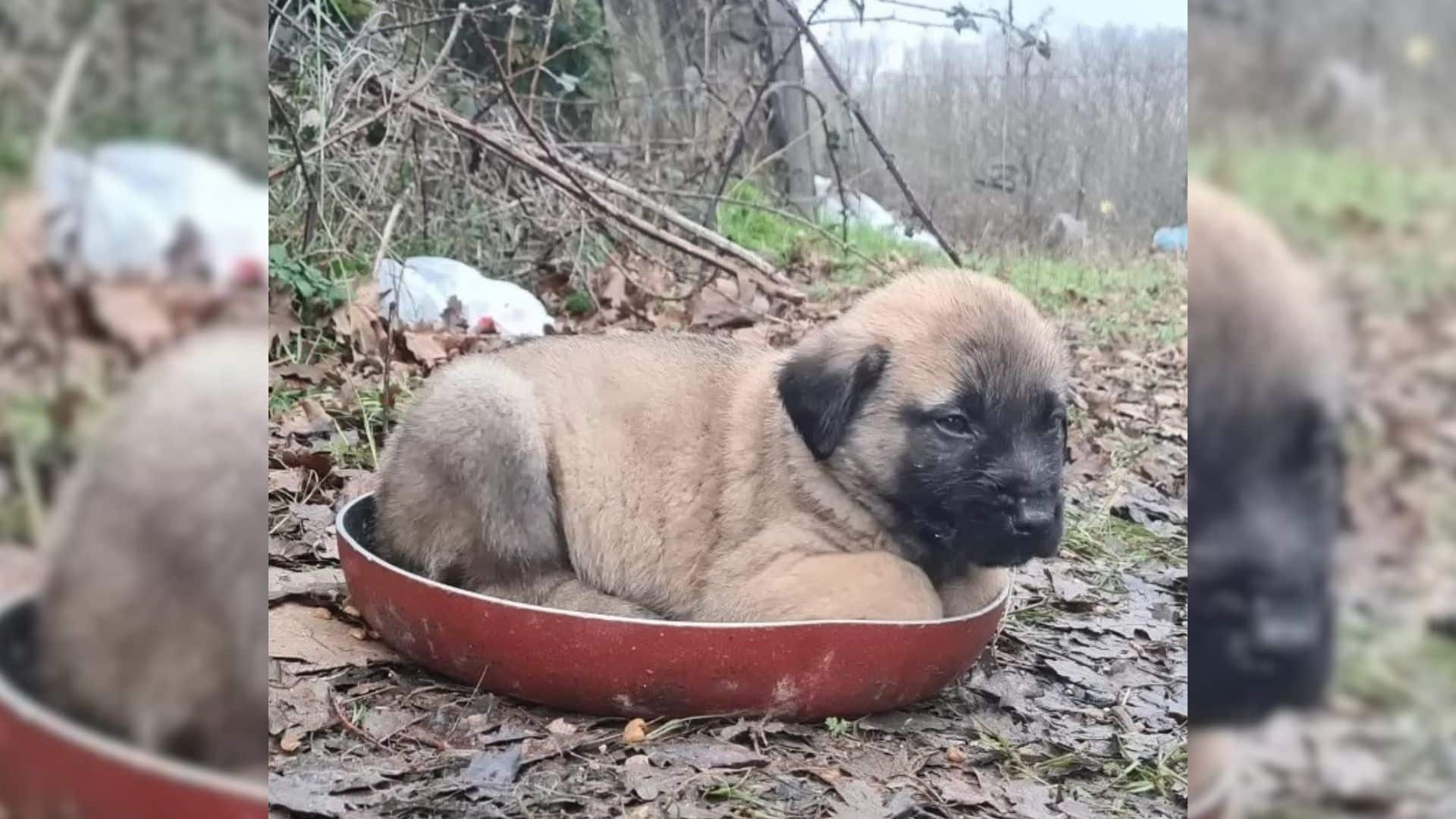 The tale begins with Tokat, a puppy who ...