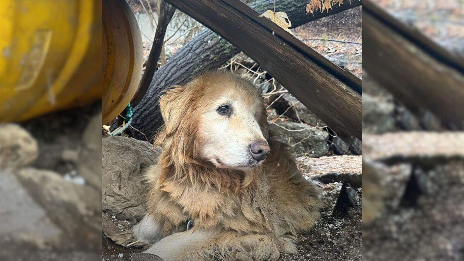 Maru, the sweetest dog, is the main prot...