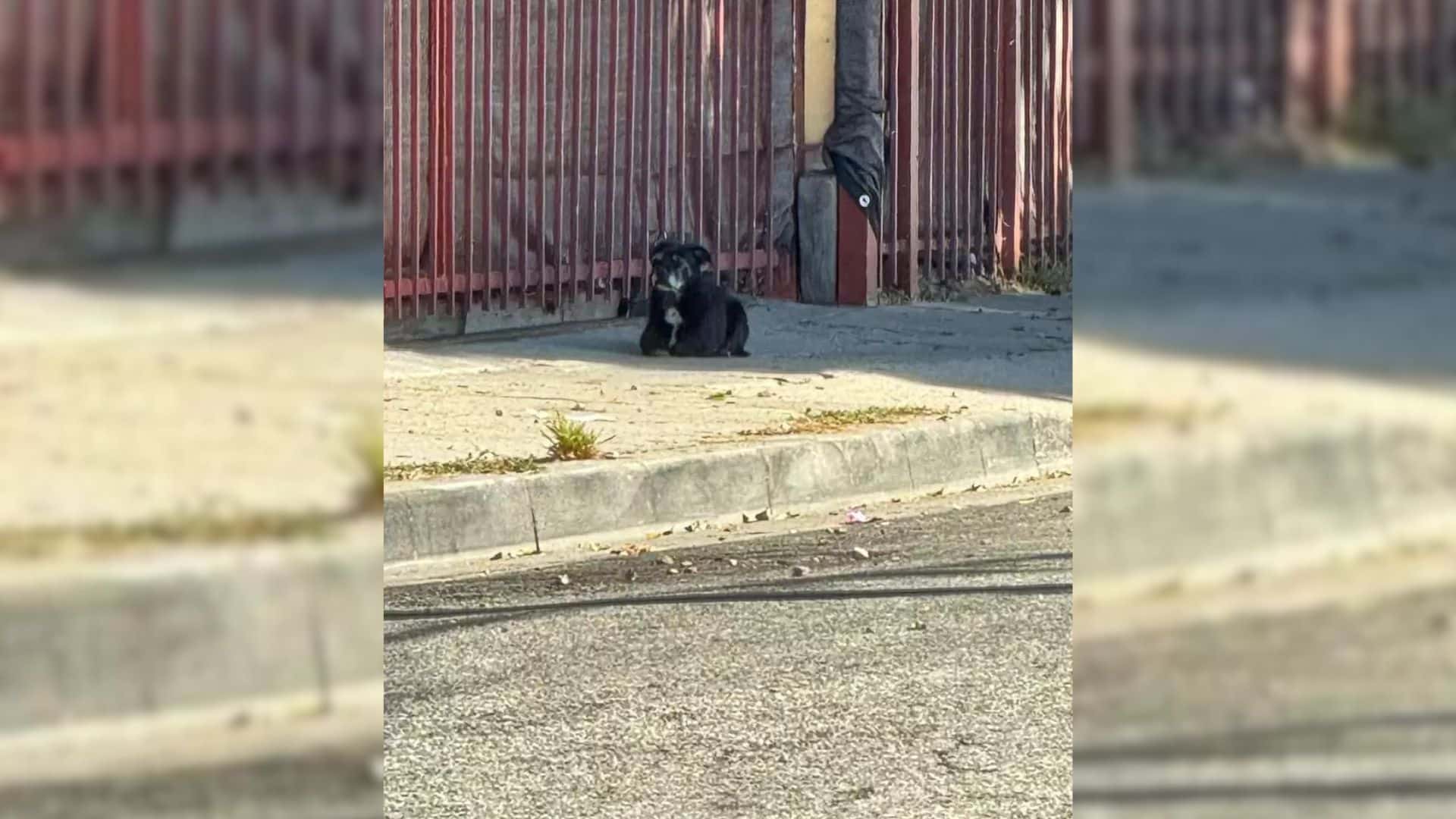 As soon as they got closer to the trash ...