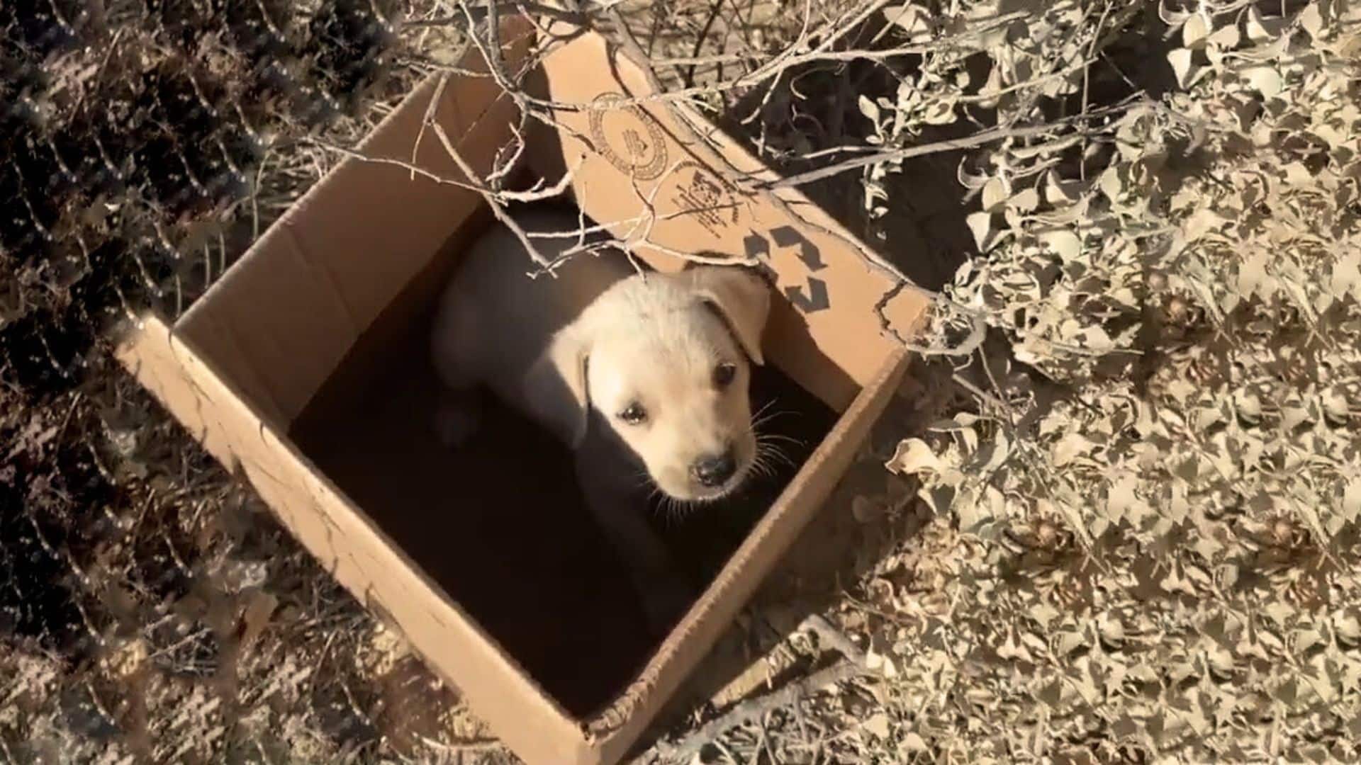 Upon seeing the vulnerable puppy, the vo...