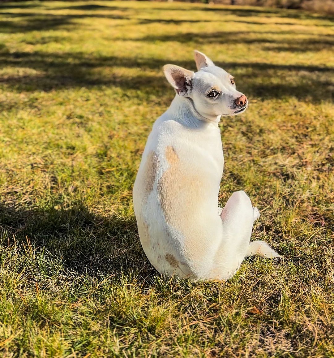 He was a deaf dog and didn’t reall...